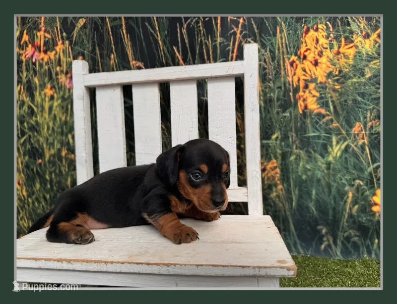 Fritz – Miniature Dachshund puppy for sale in Russellville, AR