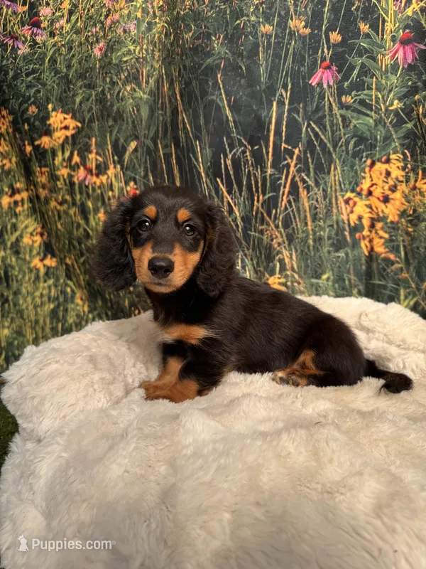 Milo – Miniature Dachshund puppy for sale in Russellville, AR
