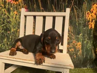 Tiny KC , a male Miniature Dachshund for sale in Saint Petersburg, FL – 4 of 5
