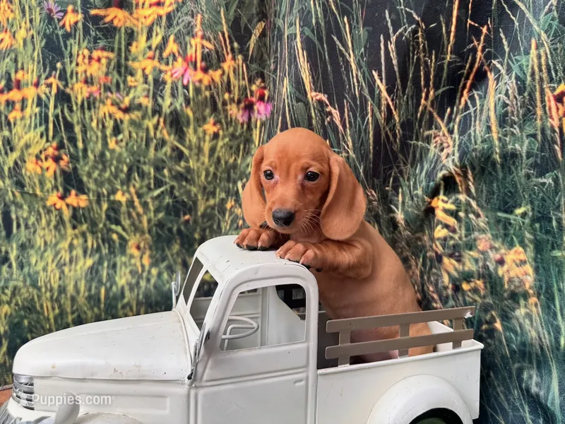 Dolly including shipping – Miniature Dachshund puppy for sale in New York, NY