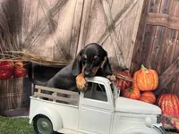 Missy, a female Miniature Dachshund for sale in Russellville, AR – 2 of 3