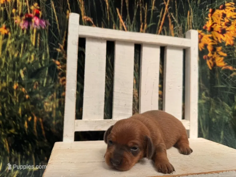 Ella – Miniature Dachshund puppy for sale in Russellville, AR