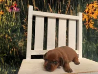 Ella, a female Miniature Dachshund for sale in Russellville, AR – 1 of 5