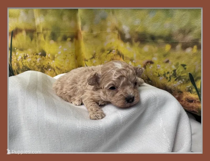 Misty – Maltipoo puppy for sale in Russellville, AR