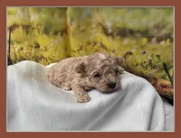 Misty, a female Maltipoo for sale in Memphis, TN – Photo 1 of 4