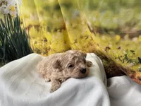 Misty, a female Maltipoo for sale in Memphis, TN – Photo 2 of 4