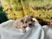 Misty, a female Maltipoo for sale in Memphis, TN – Photo 3 of 4