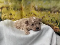 Misty, a female Maltipoo for sale in Memphis, TN – Photo 4 of 4