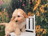 Petey, a male Maltipoo for sale in Bella Vista, AR – 4 of 4