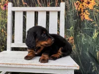 Benji, a male Miniature Dachshund for sale in Russellville, AR – 3 of 7