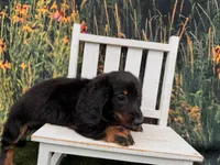 Hank, a male Miniature Dachshund for sale in Harrisonville, MO – 2 of 4