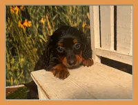 Grace , a female Miniature Dachshund for sale in Kansas City, KS – 1 of 4