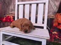 Liam, a male Miniature Dachshund for sale in Russellville, AR – 2 of 6