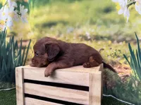 Lacey, a female Dachshund and Miniature Dachshund for sale in Kansas City, KS – Photo 3 of 3