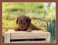 Lacey, a female Dachshund and Miniature Dachshund for sale in Kansas City, KS – Photo 1 of 3