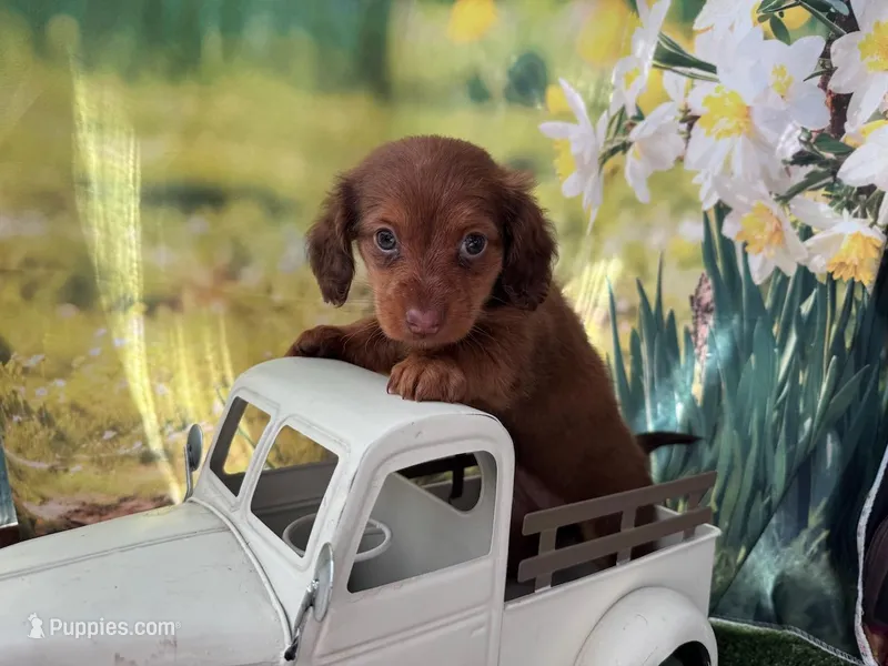 Lacey – Dachshund, Miniature Dachshund puppy for sale in Russellville, AR