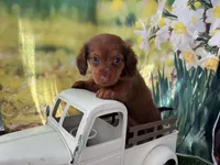 Lacey, a female Dachshund and Miniature Dachshund for sale in Russellville, AR – Photo 1 of 2