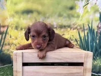 Lacey, a female Dachshund and Miniature Dachshund for sale in Kansas City, KS – Photo 2 of 3