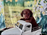 Lacey, a female Dachshund and Miniature Dachshund for sale in Russellville, AR – Photo 2 of 2