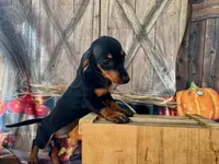 Tiny Tiny Timmie including shipping to NYC, a male Dachshund and Miniature Dachshund for sale in New York, NY – 2 of 5