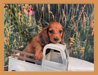 Barney Includes delivery to Tampa, a male Miniature Dachshund for sale in Saint Petersburg, FL – 1 of 5