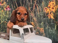 Lizzy , a female Miniature Dachshund for sale in Saint Petersburg, FL – 4 of 5