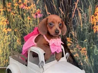 Ella, a female Miniature Dachshund for sale in Russellville, AR – 2 of 10