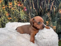 Ella, a female Miniature Dachshund for sale in Harrisonville, MO – 4 of 5
