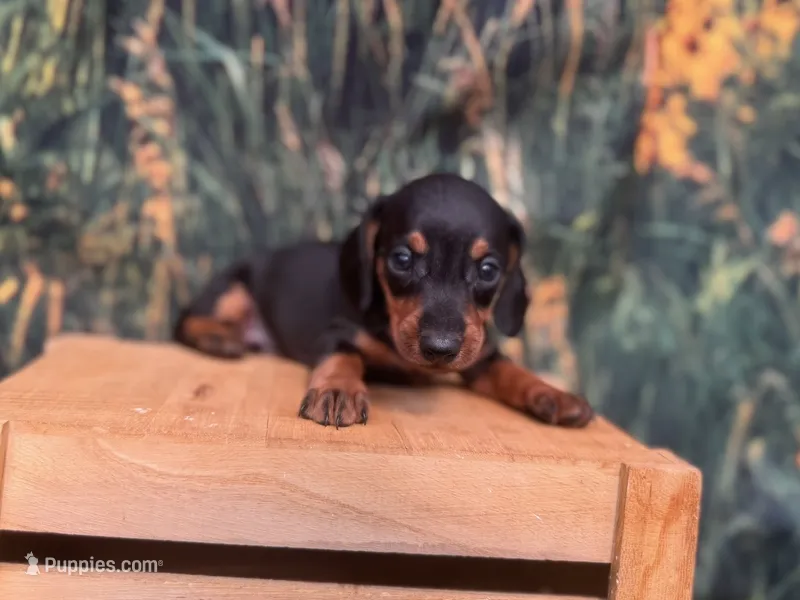 Ollie – Miniature Dachshund puppy for sale in New York, NY