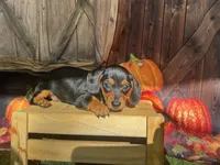 Missy, a female Miniature Dachshund for sale in Russellville, AR – 5 of 6