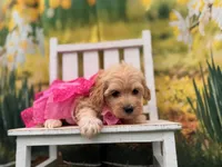 Maggie, a female Maltipoo for sale in Bella Vista, AR – 2 of 3