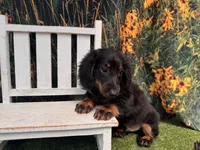 Hank, a male Miniature Dachshund for sale in Saint Petersburg, FL – 6 of 6