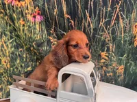 Barney Includes delivery to Tampa, a male Miniature Dachshund for sale in Saint Petersburg, FL – 5 of 5