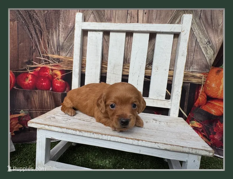 Liam – Miniature Dachshund puppy for sale in Russellville, AR