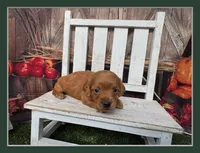 Liam, a male Miniature Dachshund for sale in Russellville, AR – 1 of 6