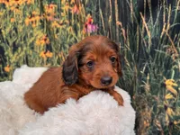 Boz, a male Miniature Dachshund for sale in Harrisonville, MO – 4 of 4