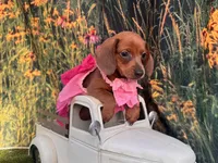 Ella, a female Miniature Dachshund for sale in Russellville, AR – 4 of 10