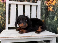Benji, a male Miniature Dachshund for sale in Russellville, AR – 6 of 7