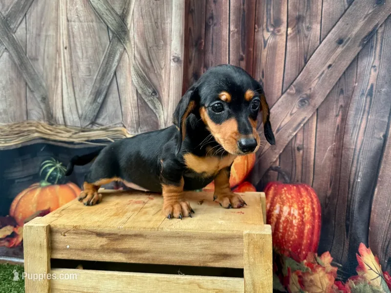 Missy – Miniature Dachshund puppy for sale in Russellville, AR