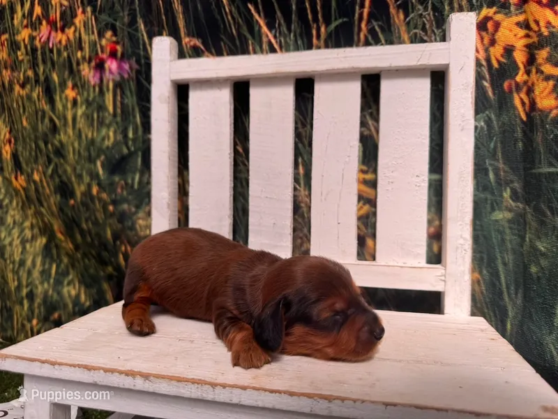 Boz – Miniature Dachshund puppy for sale in Russellville, AR