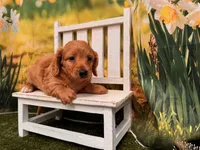 Lucy, a female Miniature Dachshund for sale in Kansas City, KS – 3 of 3