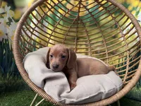 Fritz, a male Dachshund and Miniature Dachshund for sale in Kansas City, KS – Photo 3 of 4