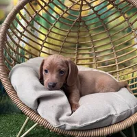 Fritz, a male Dachshund and Miniature Dachshund for sale in Russellville, AR – Photo 4 of 4