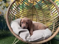 Fritz, a male Dachshund and Miniature Dachshund for sale in Kansas City, KS – Photo 4 of 4