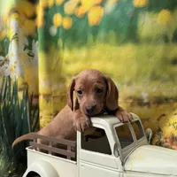Fritz, a male Dachshund and Miniature Dachshund for sale in Russellville, AR – Photo 2 of 4