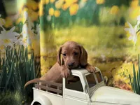 Fritz, a male Dachshund and Miniature Dachshund for sale in Kansas City, KS – Photo 2 of 4
