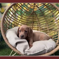Fritz, a male Dachshund and Miniature Dachshund for sale in Russellville, AR – Photo 1 of 4