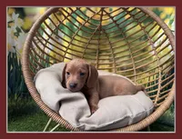 Fritz, a male Dachshund and Miniature Dachshund for sale in Kansas City, KS – Photo 1 of 4