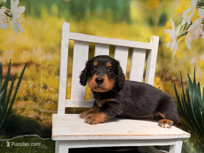 Milo – Miniature Dachshund puppy for sale in Kansas City, KS