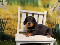 Milo, a male Miniature Dachshund for sale in Kansas City, KS – 1 of 3